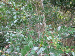Ilex vomitoria