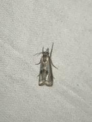 Microcrambus croesus