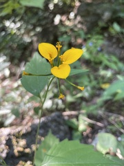 Sclerocarpus papposus