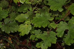 Rubus alceifolius