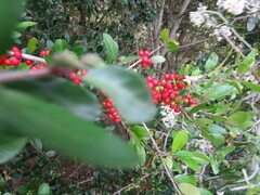 Ilex vomitoria