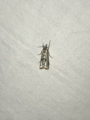 Microcrambus croesus