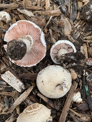 Agaricus californicus