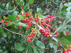 Ilex vomitoria