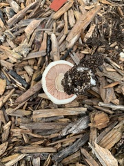 Agaricus californicus