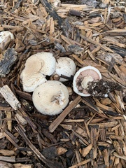 Agaricus californicus