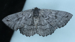 Melanodes anthracitaria