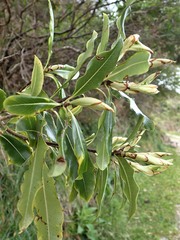 Pittosporum eugenioides