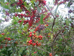 Ilex vomitoria