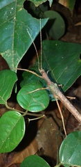 Creoxylus