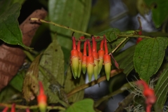 Psammisia ecuadorensis