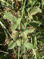 Rubus flagellaris