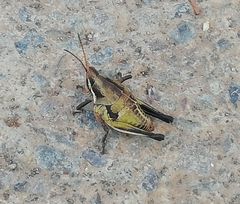 Sphenarium
