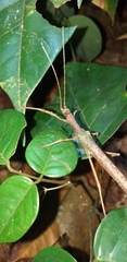 Creoxylus