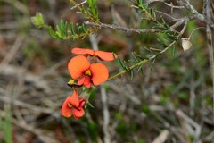 Dillwynia hispida