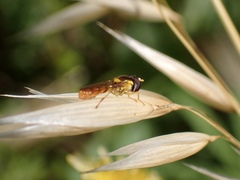 Sphaerophoria macrogaster