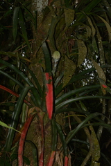 Aechmea pectinata