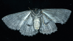 Melanodes anthracitaria