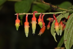 Psammisia ecuadorensis