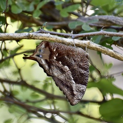 Memphis echemus echemus