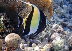 Zanclus cornutus