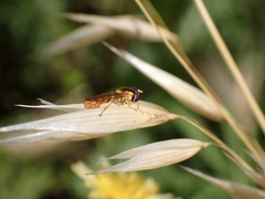 Sphaerophoria macrogaster