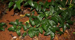 Cissus