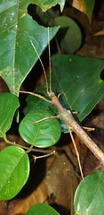 Creoxylus