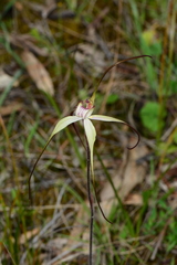 Caladenia venusta