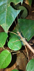 Creoxylus