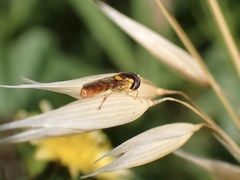 Sphaerophoria macrogaster