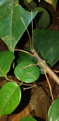 Creoxylus