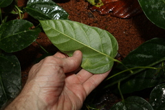 Cissus