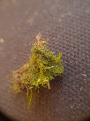 Crepidomanes intricatum