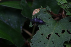 Allodahlia bispina