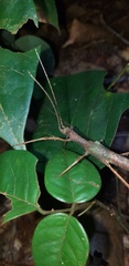 Creoxylus