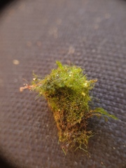 Crepidomanes intricatum