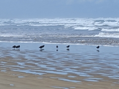 Haematopus fuliginosus