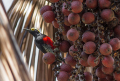 Melanerpes cruentatus