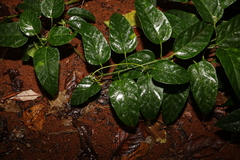 Cissus