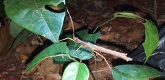 Creoxylus