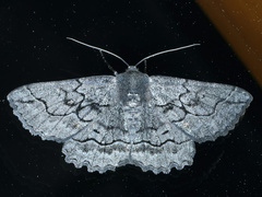 Melanodes anthracitaria