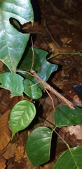 Creoxylus