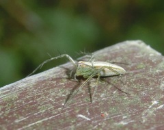 Oxyopes macilentus