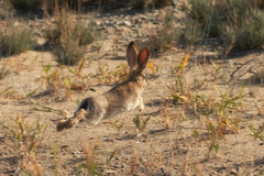 Lepus tolai