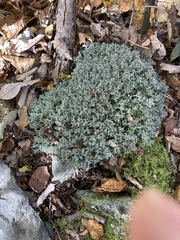 Cladonia apodocarpa