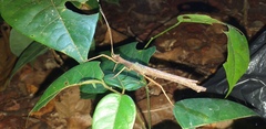 Creoxylus