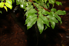 Pilidiostigma tropicum
