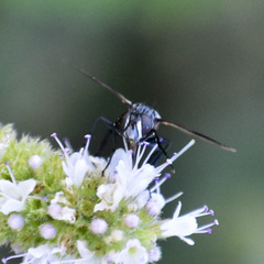Cylindromyia intermedia