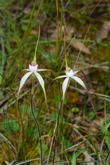 Caladenia venusta
